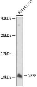 Anti-NPFF Antibody (A7020)