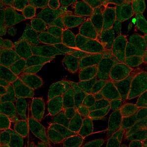 Immunofluorescent analysis of PFA-fixed HeLa cells stained with Anti-MED7 Antibody [PCRP-MED7-1B8] followed by Goat Anti-Mouse IgG (CF&#174; 488) (Green). CF&#174; 640R Phalloidin (Red)