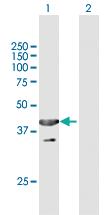 Anti-UBXN1 Mouse Polyclonal Antibody