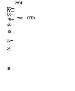 Western blot analysis of 293T lysis using Anti-RFWD2 Antibody