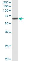 Anti-ATAD3A Rabbit Polyclonal Antibody