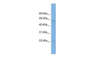 Anti-FTO Rabbit Polyclonal Antibody