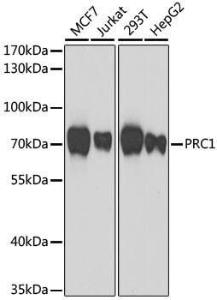 Western blot analysis of extracts of various cell lines, using Anti-PRC1 Antibody (A10047) at 1:1,000 dilution