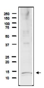 Anti-Rfa3 Antibod