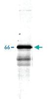 Anti-INA Rabbit Polyclonal Antibody