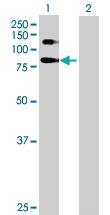 Anti-SELP Rabbit Polyclonal Antibody