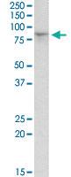 Anti-HCN3 Goat Polyclonal Antibody