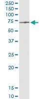 Anti-ATAD3A Rabbit Polyclonal Antibody