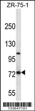 Anti-FOLH1 Rabbit Polyclonal Antibody