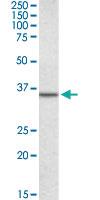 Anti-ANXA2 Goat Polyclonal Antibody