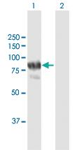 Anti-PNPT1 Rabbit Polyclonal Antibody