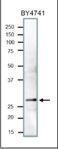 Anti-PCNA Antibody