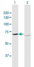 Anti-ATAD3A Rabbit Polyclonal Antibody