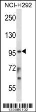 Anti-STAT4 Rabbit Polyclonal Antibody