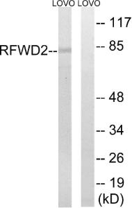 Western blot analysis of lysates from LOVO cells using Anti-RFWD2 Antibody. The right hand lane represents a negative control, where the Antibody is blocked by the immunising peptide