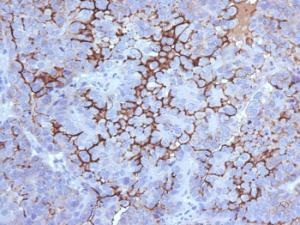 Antibody anti-MUC16 5E11 100 µg