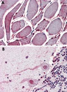 Anti-NEK7 Rabbit Polyclonal Antibody