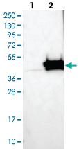 Anti-CIAO1 Rabbit Polyclonal Antibody