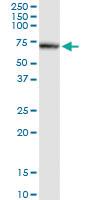 Anti-ATAD3A Rabbit Polyclonal Antibody