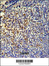 Anti-TPPP3 Rabbit Polyclonal Antibody (PE (Phycoerythrin))