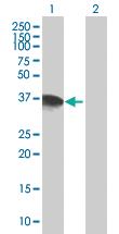 Anti-DPPA4 Mouse Polyclonal Antibody