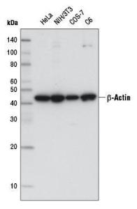 Anti-ACTB Mouse Monoclonal Antibody (HRP (Horseradish Peroxidase)) [clone: 13G11]