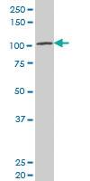 Anti-LRP8 Mouse Polyclonal Antibody