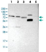 Anti-FRRS1 Rabbit Polyclonal Antibody