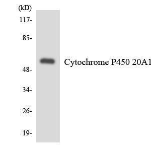 Anti-CYP20A1 Rabbit Polyclonal Antibody