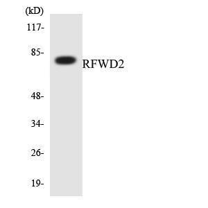 Anti-RFWD2 antibody