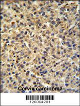 Anti-TPRGL Rabbit Polyclonal Antibody (Biotin)