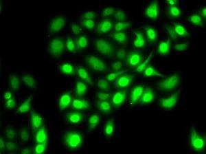 Immunofluorescence analysis of MCF7 cells using Anti-PRC1 Antibody (A10047)