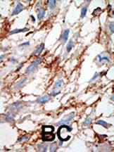 Anti-ISG15 Rabbit Polyclonal Antibody