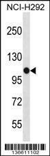 Anti-PBXIP1 Rabbit Polyclonal Antibody (HRP (Horseradish Peroxidase))