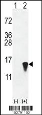 Anti-ISG15 Rabbit Polyclonal Antibody