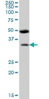 Anti-BSND Mouse Polyclonal Antibody