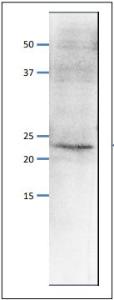 Anti-PSF1 Antibody