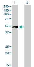 Anti-BSND Mouse Polyclonal Antibody