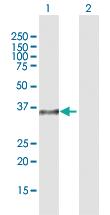 Anti-DPPA4 Rabbit Polyclonal Antibody