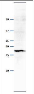 Anti-PSF3 Antibody