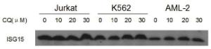 Anti-ISG15 Rabbit Polyclonal Antibody