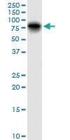 Anti-LGALS3BP Mouse Polyclonal Antibody