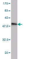 Anti-IL37 Mouse Monoclonal Antibody [clone: 6A6]