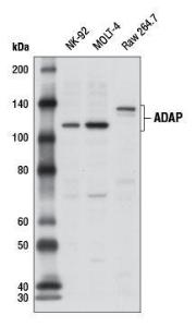 Anti-FYB Rabbit Polyclonal Antibody