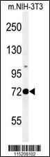 Anti-PROX1 Rabbit Polyclonal Antibody (AP (Alkaline Phosphatase))