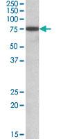 Anti-RACGAP1 Goat Polyclonal Antibody