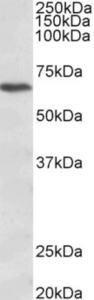 EB11178 (1 µg/ml) staining of Jurkat lysate (35 µg protein in RIPA buffer). Primary incubation was 1 hour. Detected by chemiluminescence.