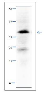 Anti-SLD5 antibody