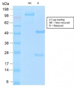 Antibody A250627-100 100 µg