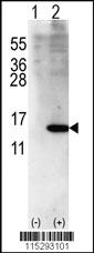 Anti-ISG15 Rabbit Polyclonal Antibody